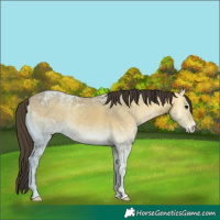 Horse Color:Buckskin Ice Onyx