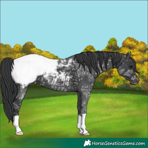 Horse Color:Black Ice Snowcap