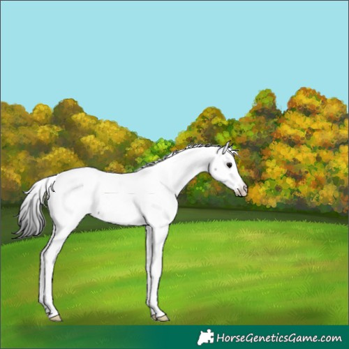 Horse Color:White Spotted Black Tobiano Appaloosa 