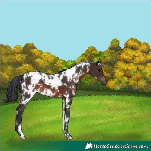 Horse Color:White Spotted Brown 