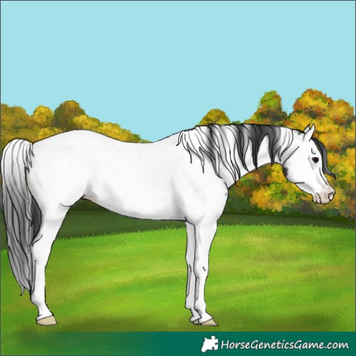 Horse Color:White Spotted Black Splash Appaloosa