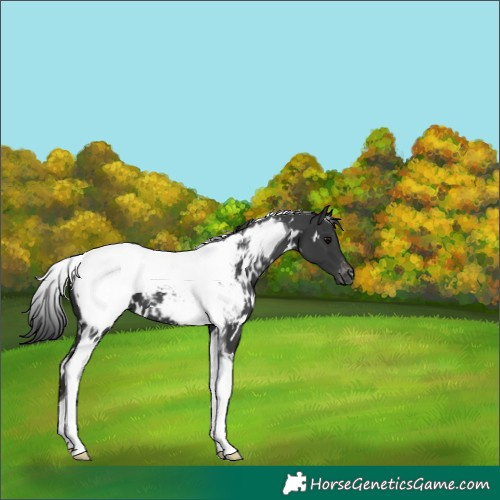 Horse Color:White Spotted Black Tobiano Appaloosa 