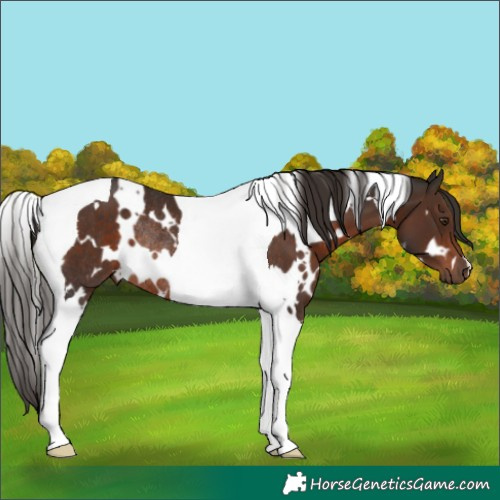 Horse Color:White Spotted Liver Chestnut Tobiano Rabicano 