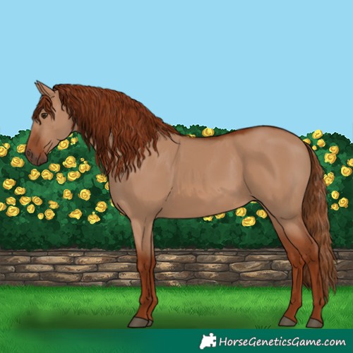 Horse Color:Red Dun 
