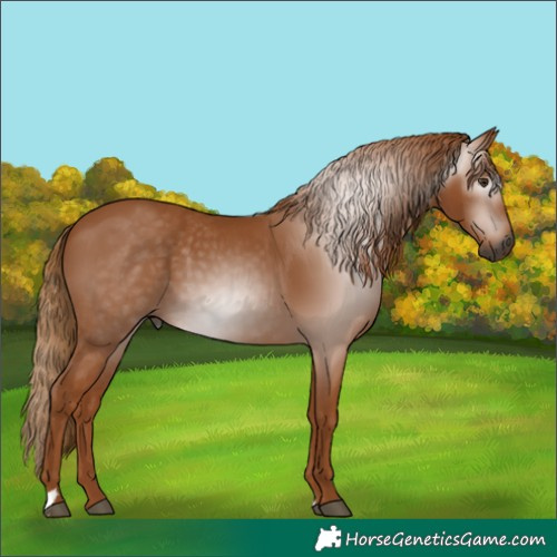 Horse Color:Gray Chestnut