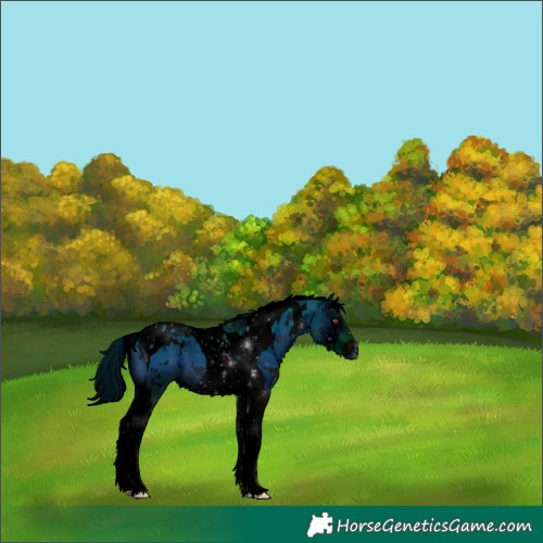 Horse Color:ERROR: UNKNOWN ANOMALY