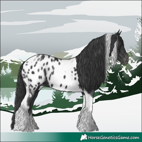 Horse Color:Black Tobiano Appaloosa 