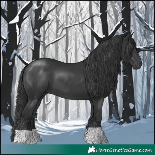 Horse Color:Black 