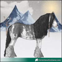 Horse Color:White Spotted Black