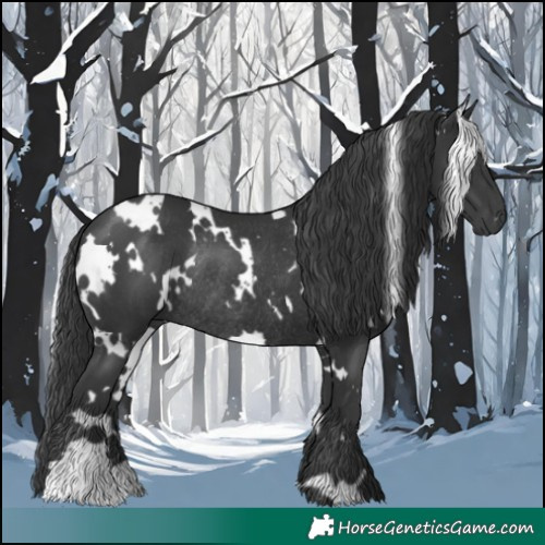Horse Color:White Spotted Black Rabicano