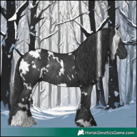 Horse Color:White Spotted Black Rabicano