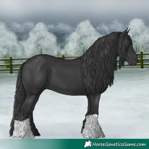 Horse Color:Black 