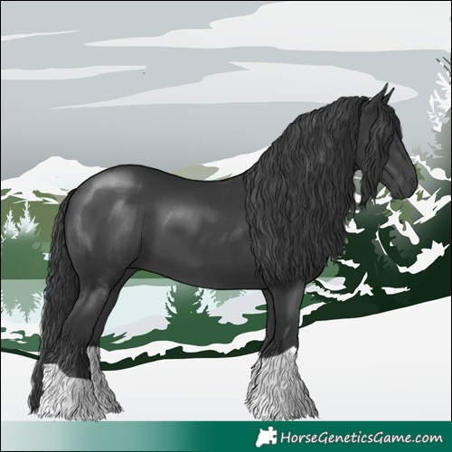 Horse Color:Black 
