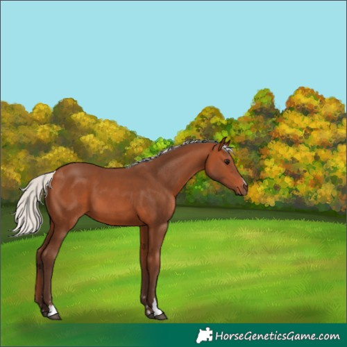 Horse Color:Silver Bay 