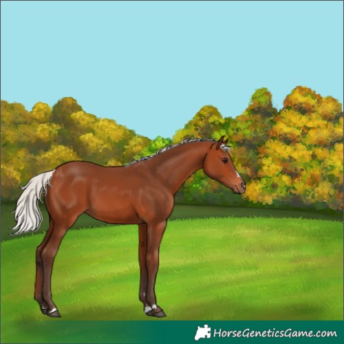 Horse Color:Silver Bay 
