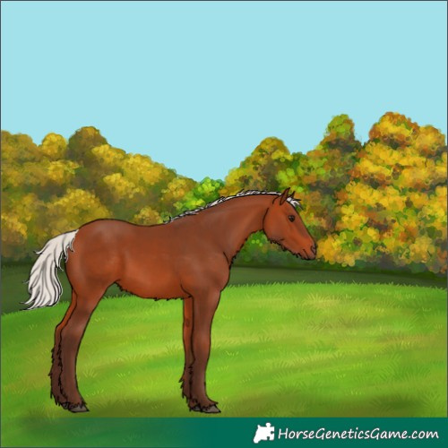 Horse Color:Silver Bay 