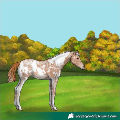 Horse Color:White Spotted Chestnut Ice Rabicano 