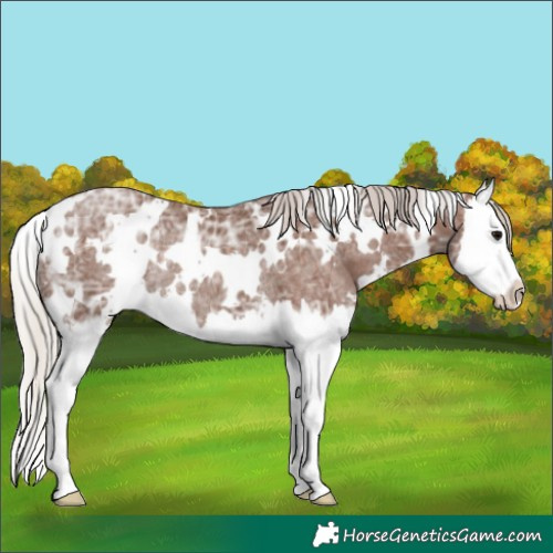 Horse Color:White Spotted Silver Black Ice Splash Rabicano 