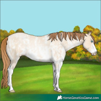 Horse Color:Buckskin Pearl Dun Sabino Rabicano 