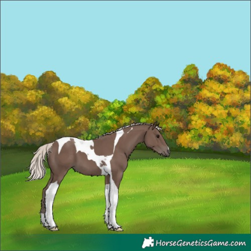 Horse Color:Silver Black Tobiano 
