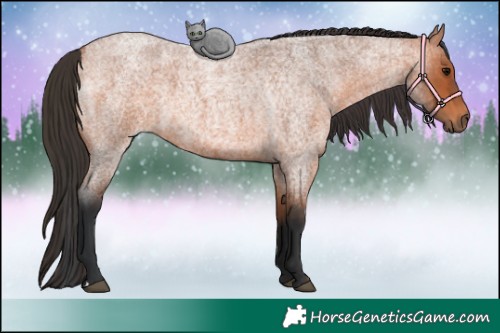 Horse Color:Bay Roan