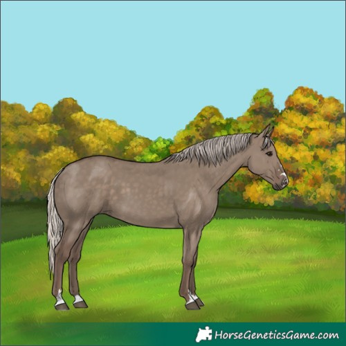 Horse Color:Silver Grullo 