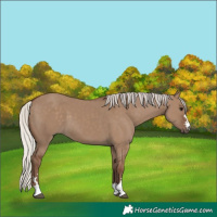 Horse Color:Silver Grullo 