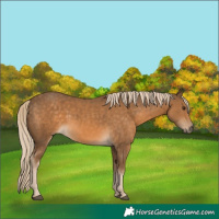 Horse Color:Chocolate Palomino 