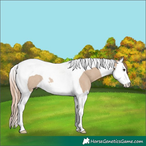 Horse Color:Red Dun Splash Tobiano Rabicano 