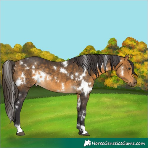 Horse Color:White Spotted Buckskin Rabicano 