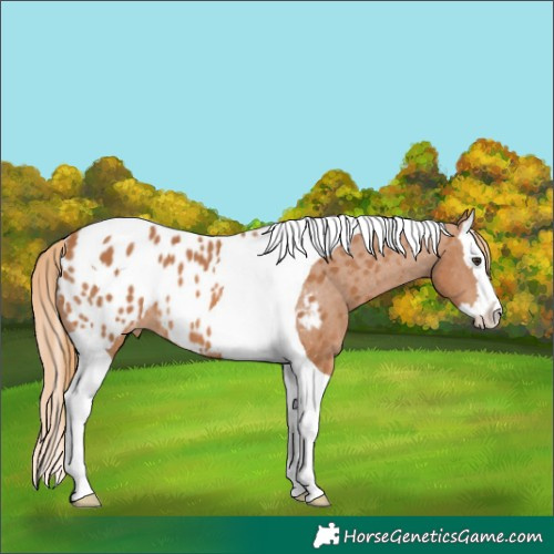 Horse Color:Chestnut Splash Tobiano Appaloosa Rabicano 