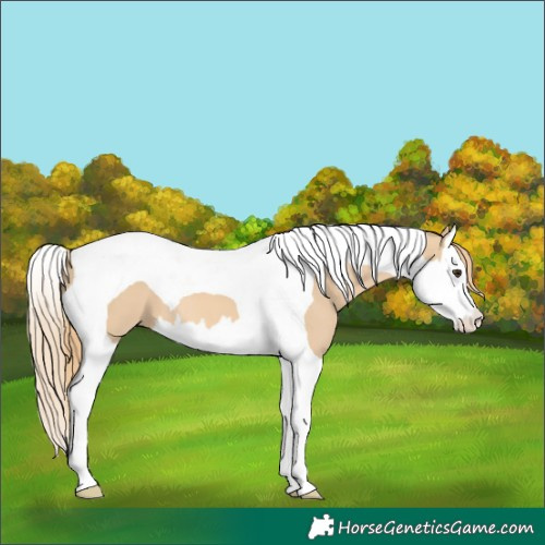 Horse Color:Red Dun Splash Tobiano 