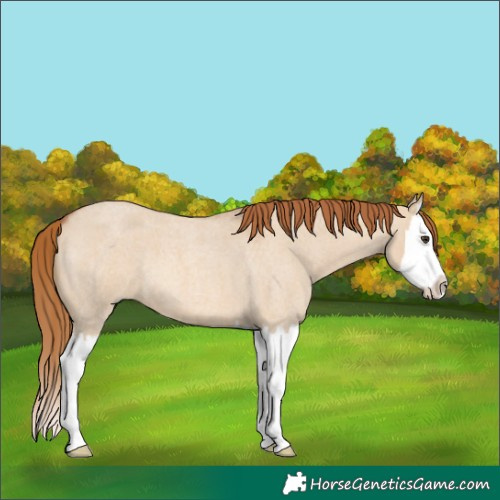 Horse Color:Red Dun Roan Splash 