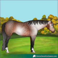 Horse Color:Gray Bay