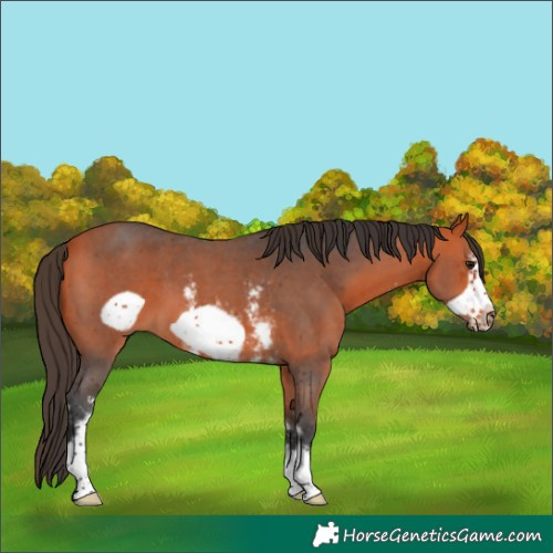 Horse Color:Bay Sabino Frame 