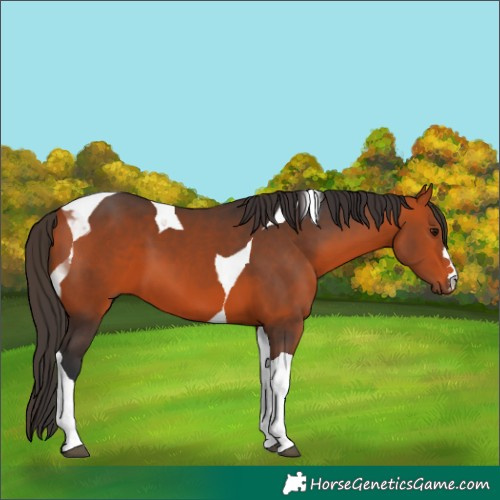 Horse Color:Bay Tobiano 