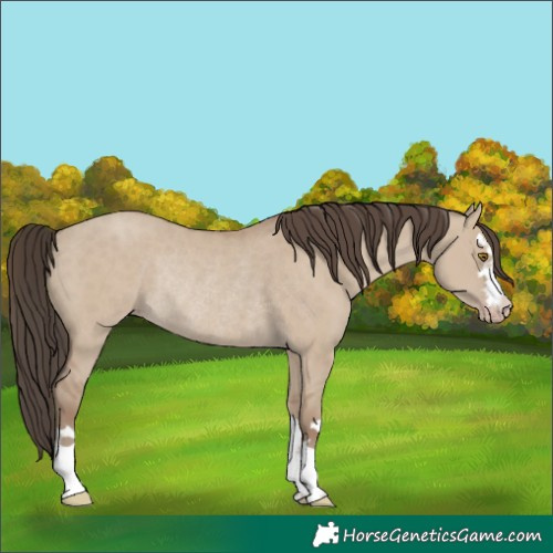 Horse Color:Classic Champagne Dun Rabicano 