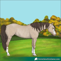 Horse Color:Classic Champagne Dun Rabicano