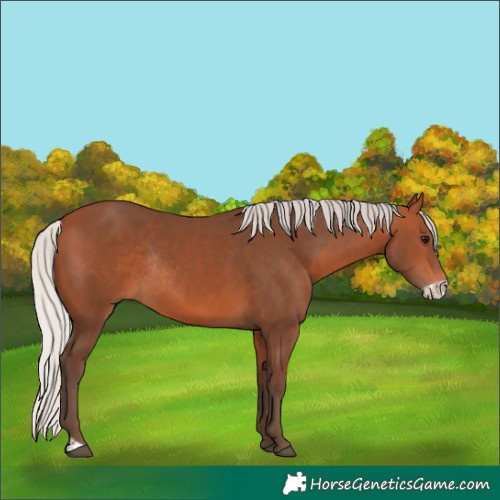 Horse Color:Silver Bay Frame Rabicano 