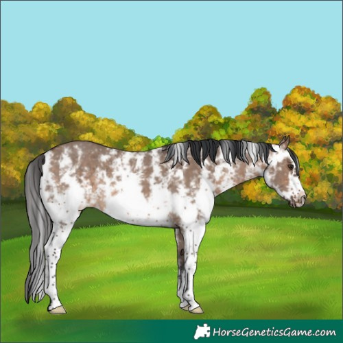 Horse Color:Brown Dun Sabino Frame Rabicano 