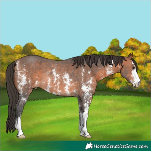 Horse Color:Bay Sabino Rabicano 