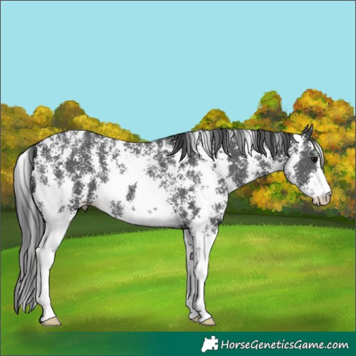Horse Color:Black Sabino Rabicano 