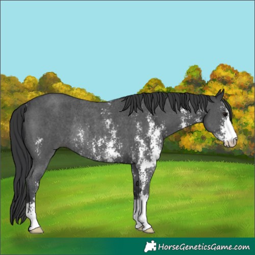 Horse Color:Black Sabino Rabicano 