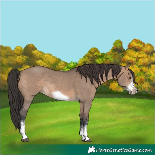 Horse Color:Brown Dun Sabino Frame Rabicano 