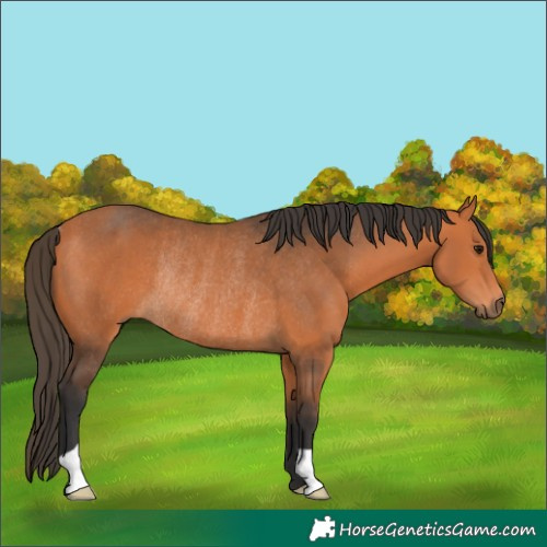 Horse Color:Bay Rabicano 