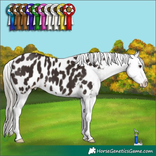 Horse Color:Liver Chestnut Mushroom Splash Blanket 