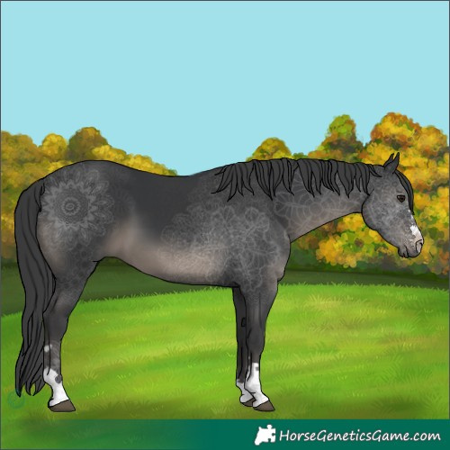 Horse Color:Black 