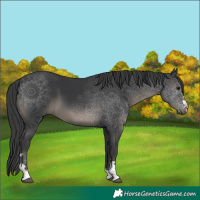 Horse Color:Black 
