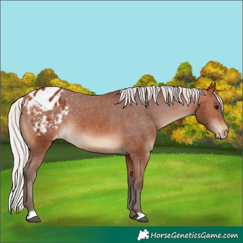 Horse Color:Silver Bay Appaloosa 