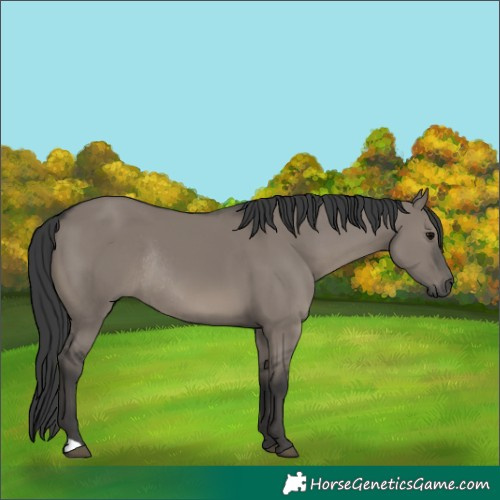 Horse Color:Grullo Rabicano